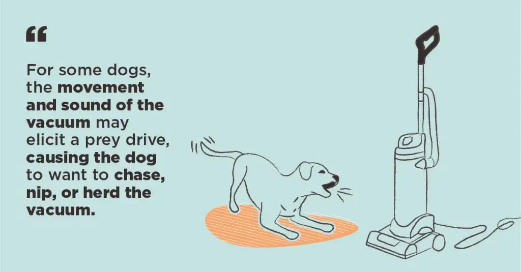 Why Do Dogs Bark At Vacuums?