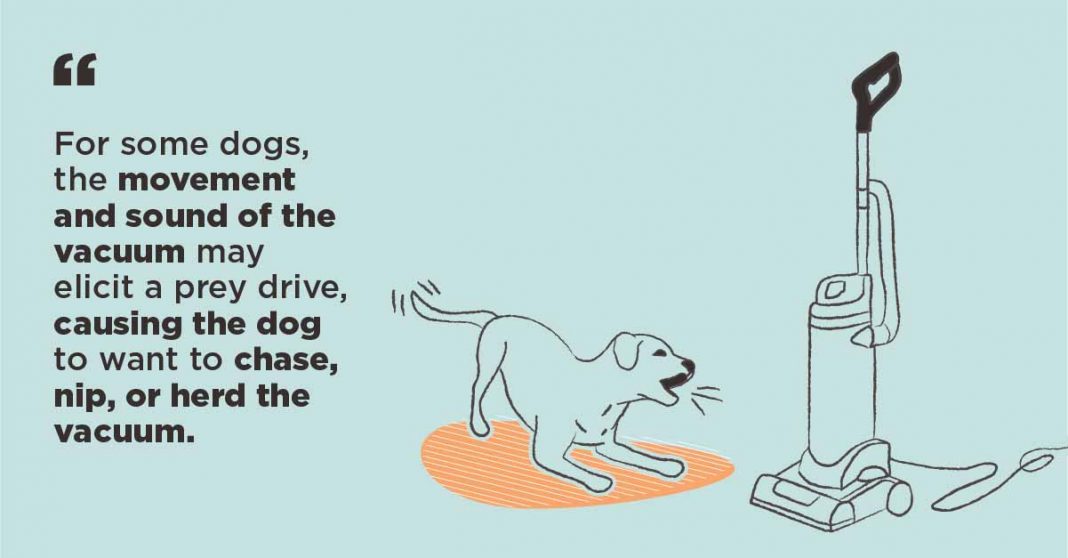 A closer look at Why Do Dogs Bark At The Computer