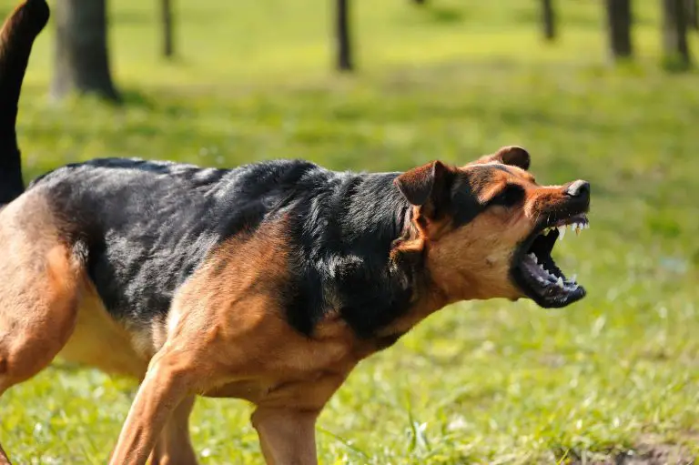 Why Do Dogs Become Aggressive?