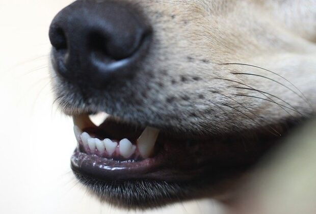 Why Do Dogs Chatter Their Teeth After Licking?