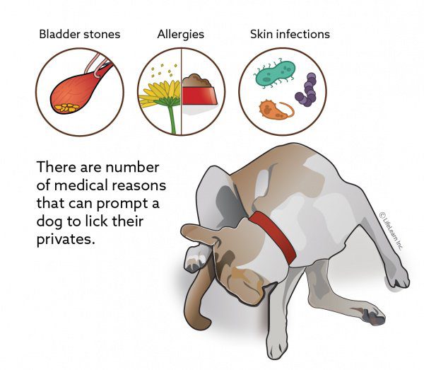 Why Do Dogs Lick Their Paws?