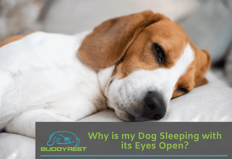 Why Do Dogs Sleep With Their Eyes Open?