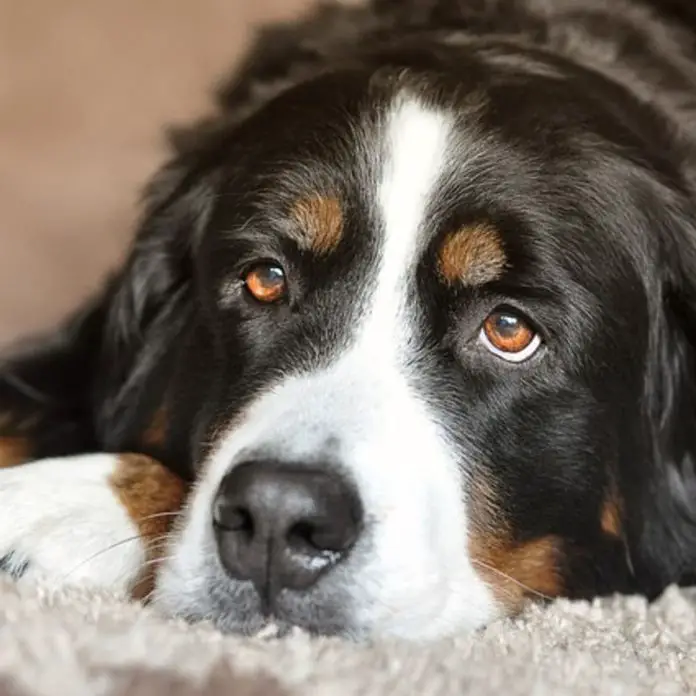 why-do-most-dogs-have-brown-eyes