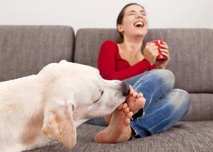 Why Does My Dog Lick my Feet?