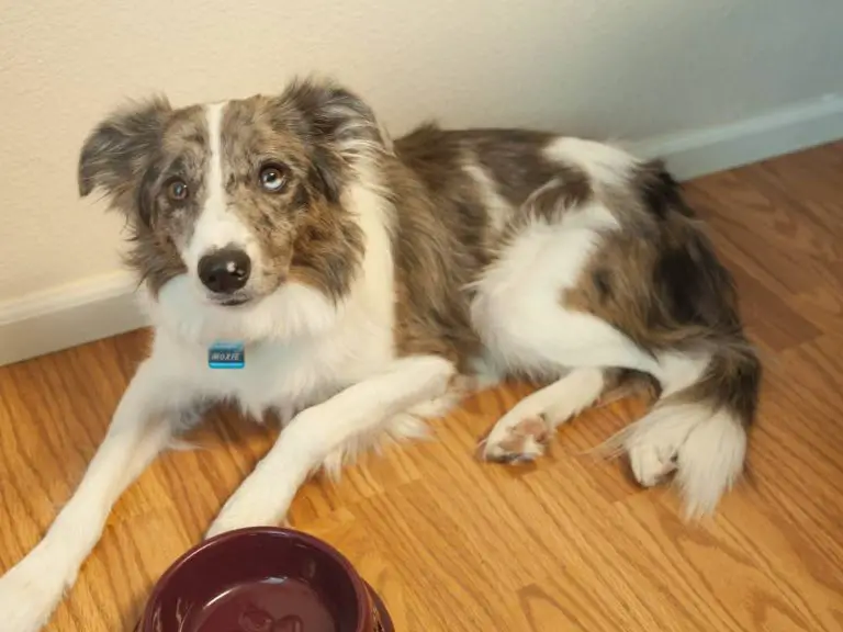 Why Dogs Get An Upset Stomach? 5 Steps To Speed Recovery