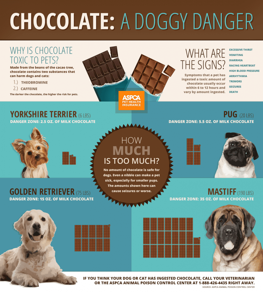 Why is Chocolate Dangerous to Dogs?