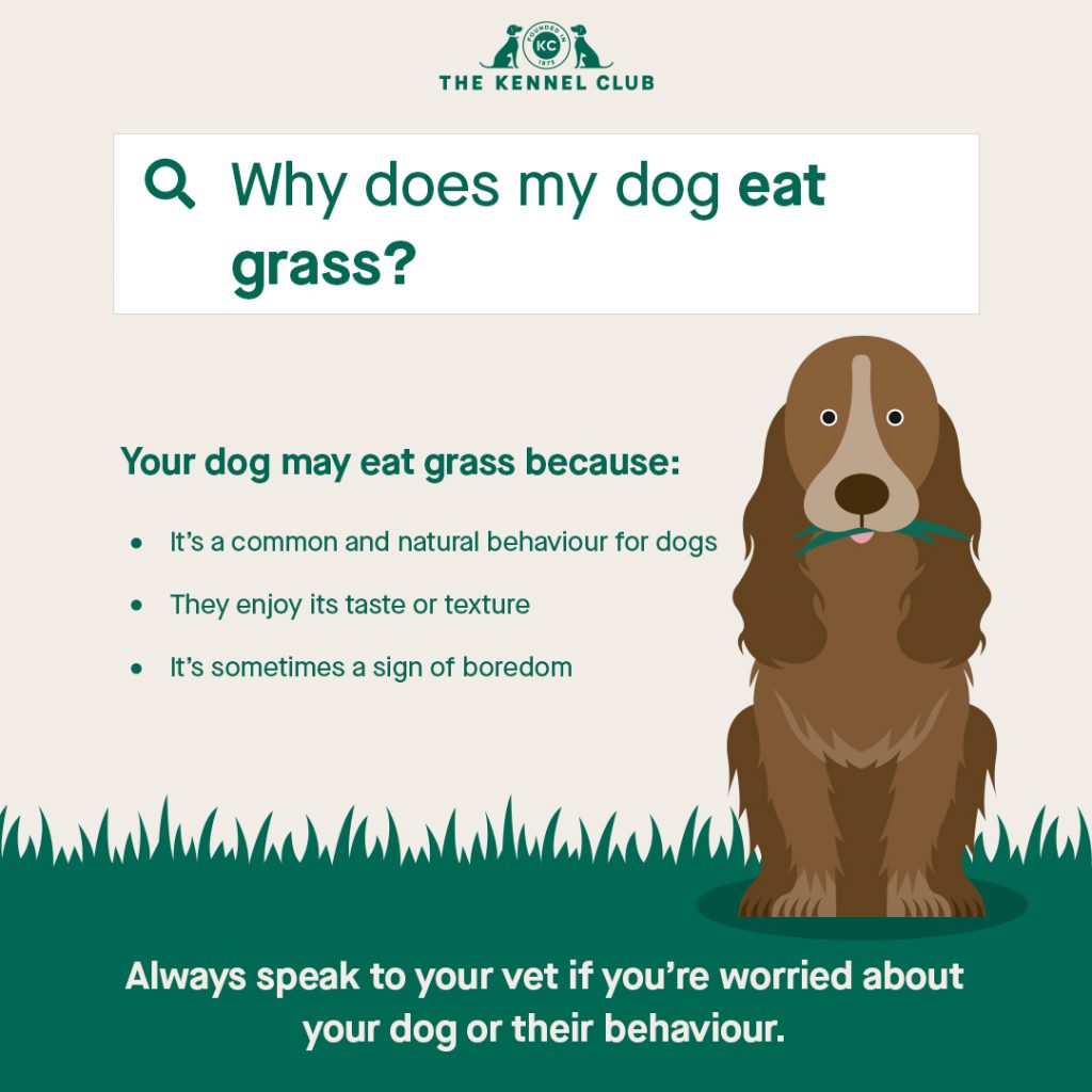 Why is my Dog Eating Grass and Vomiting?