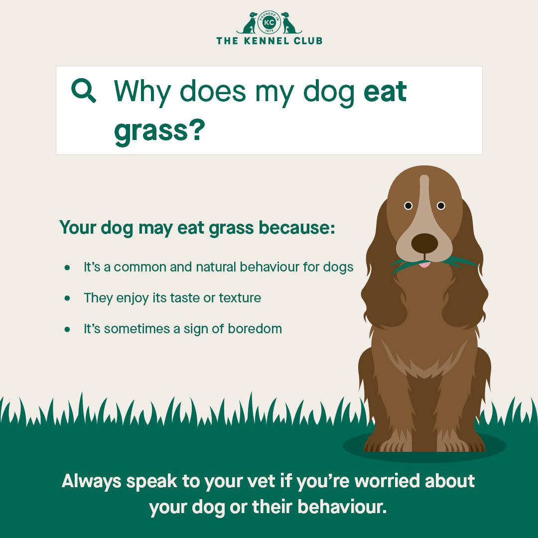 Why is my Dog Eating Grass and Vomiting? - Gauge Eating Grass Causing Vomiting