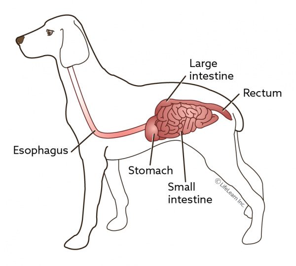 why-is-my-dog-not-pooping-constipation-causes-and-treatment