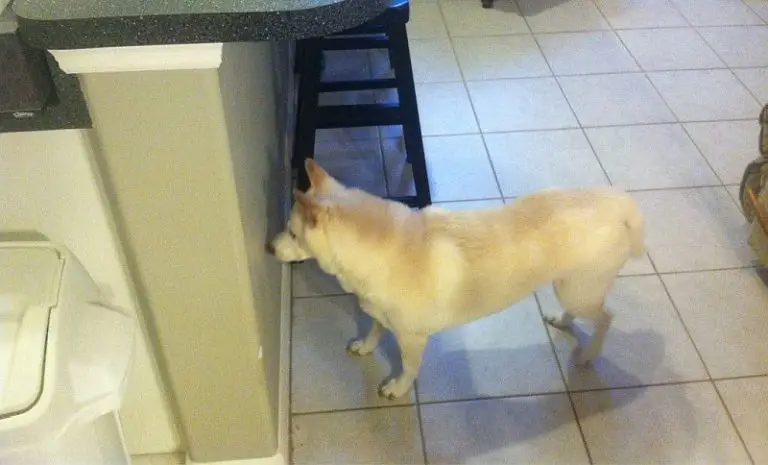 Why Is My Dog Staring At The Wall?