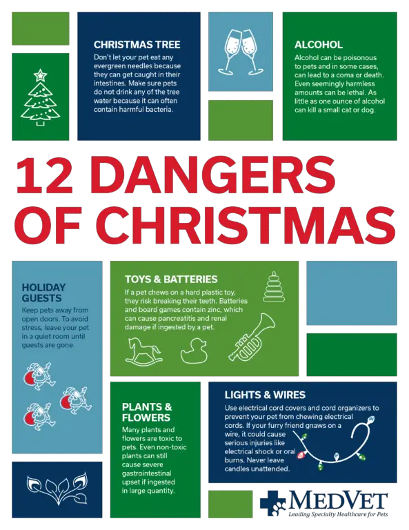 Winter Holiday Hazards for Dogs