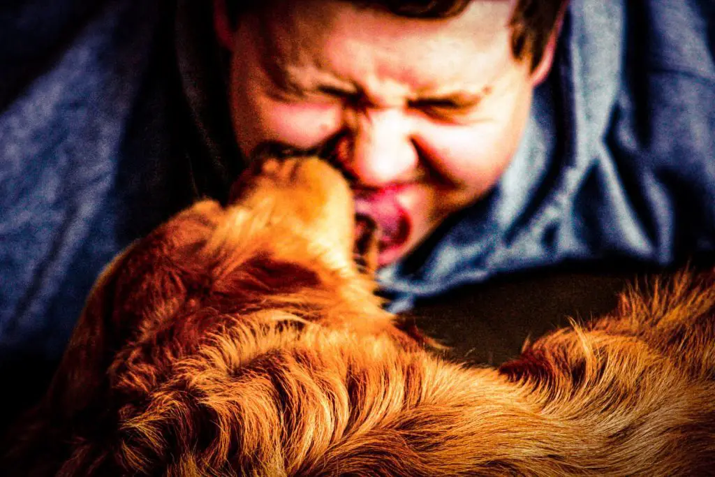 Which Breeds Of Dogs Lick Your Face The Most?