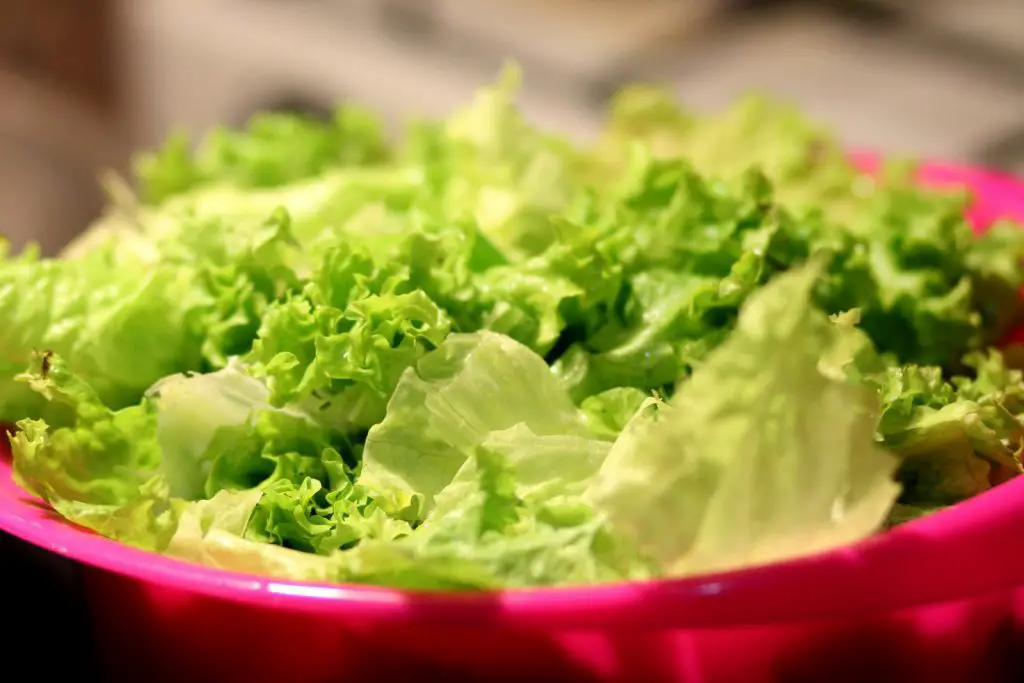 Can Dogs Eat Lettuce?