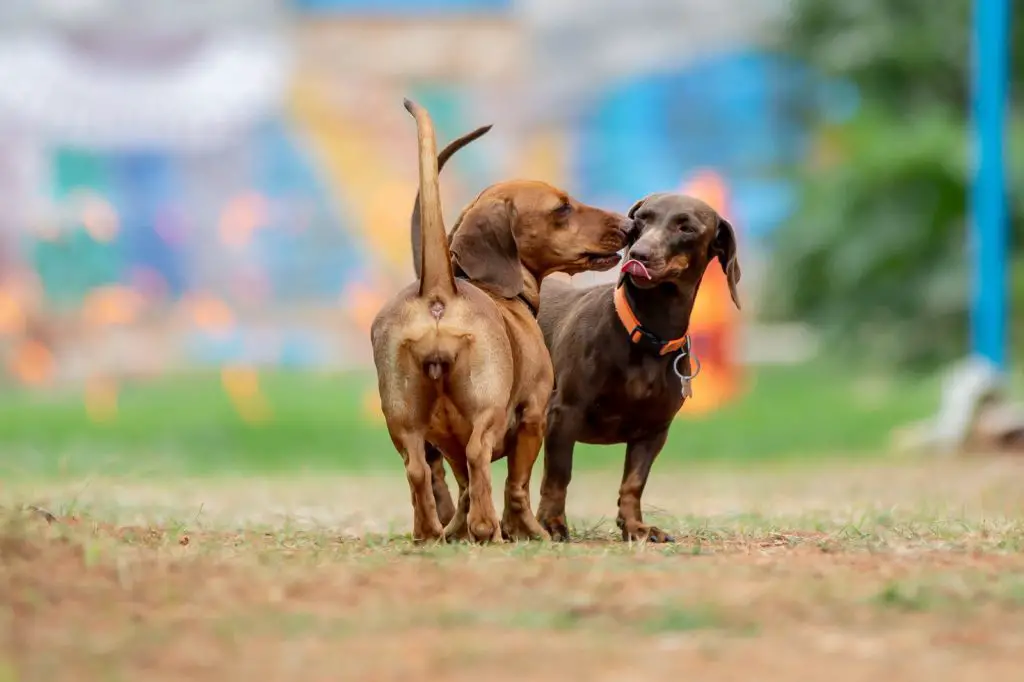 Do Dogs Remember Their Siblings?