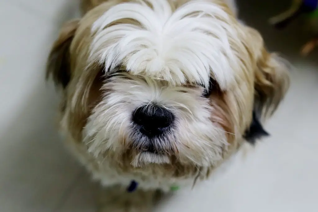 Health Tips For Shih Tzu