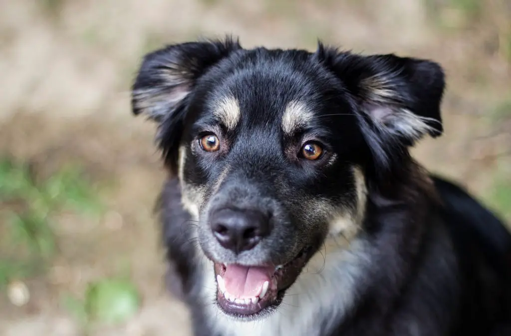 How to Train a Caucasian Shepherd Puppy