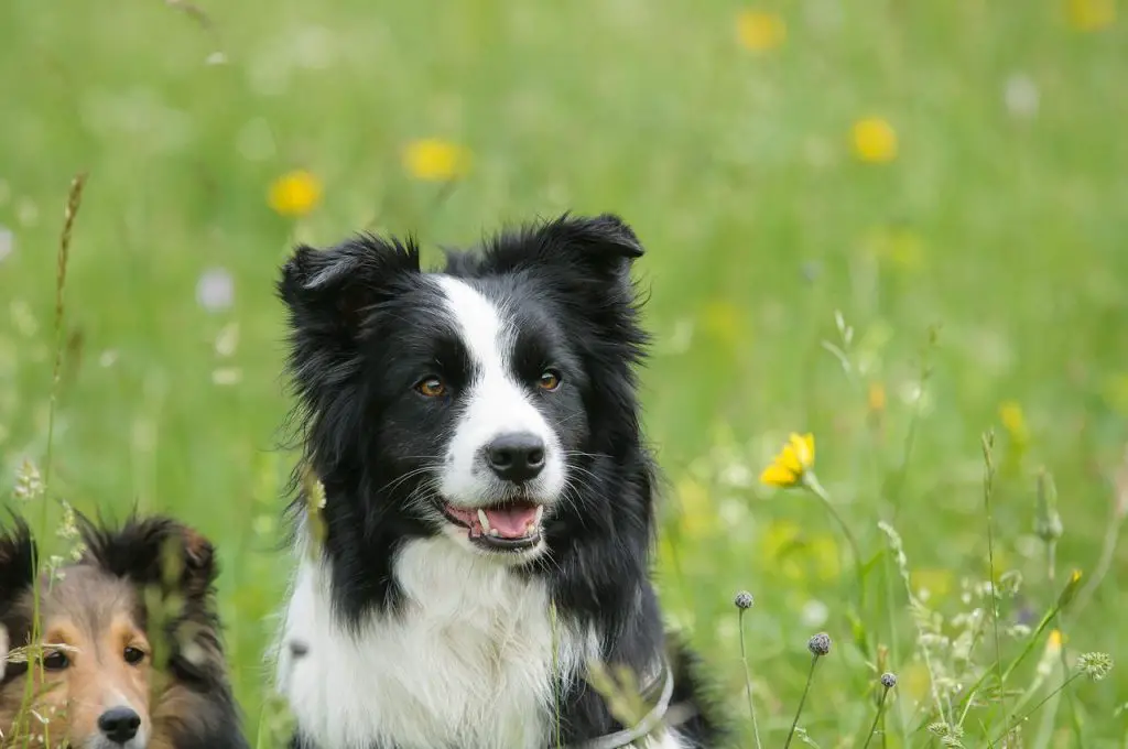 Do Border Collies Get Along With Other Dogs?