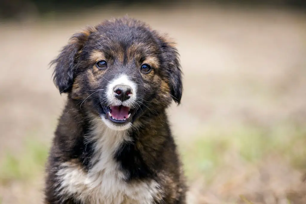 How to Train a Caucasian Shepherd Puppy