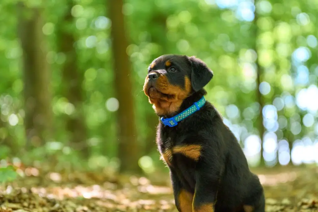 What If My Rottweiler Doesn’t Want to Get Along With My Cat?