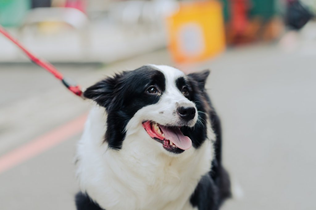 what dogs do border collies get along with