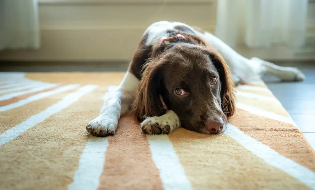 Can Dogs Actually Become Depressed?