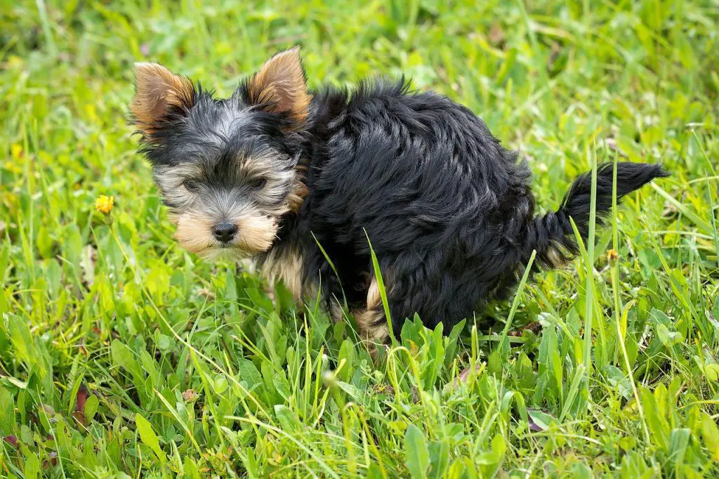 How To Stop Neighbor’s Dog From Pooping In My Yard?