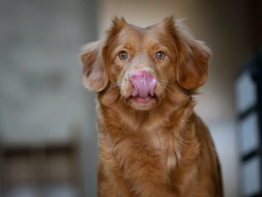 Can Dogs Eat Lettuce?