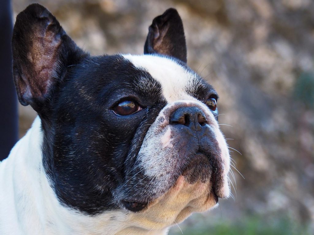 How Much Do French Bulldogs Shed?