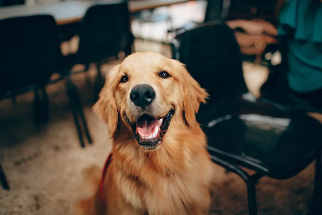 How to Train a Golden Retriever to Become a Guard Dog?