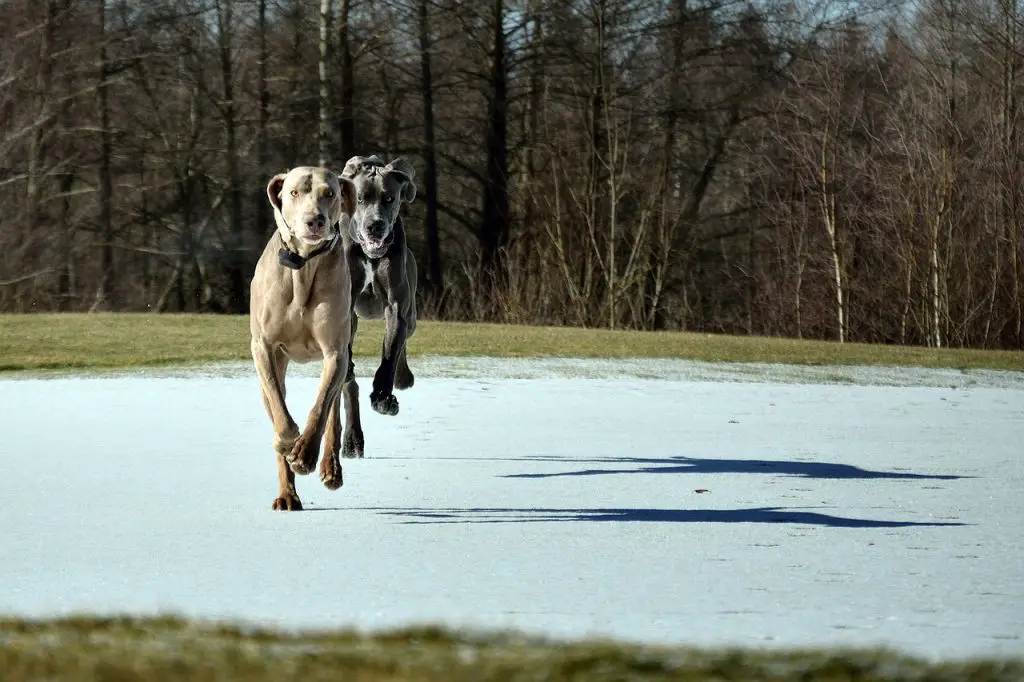 How Fast Can A Great Dane Run?