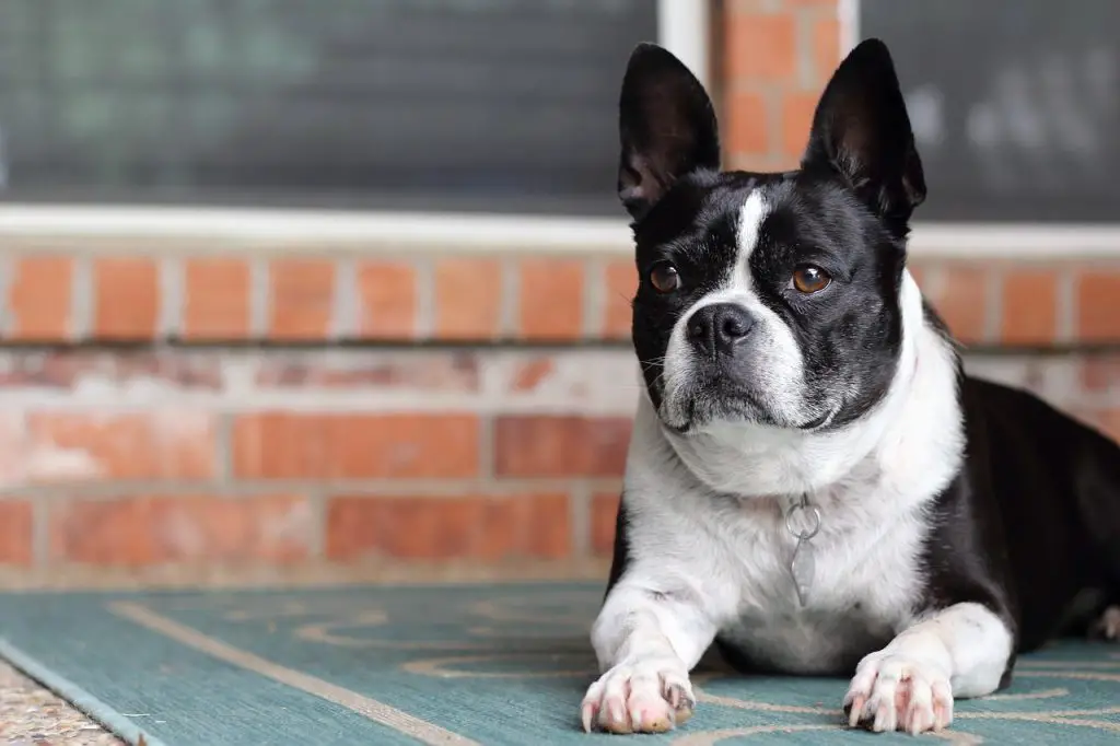 How Much Do French Bulldogs Shed?