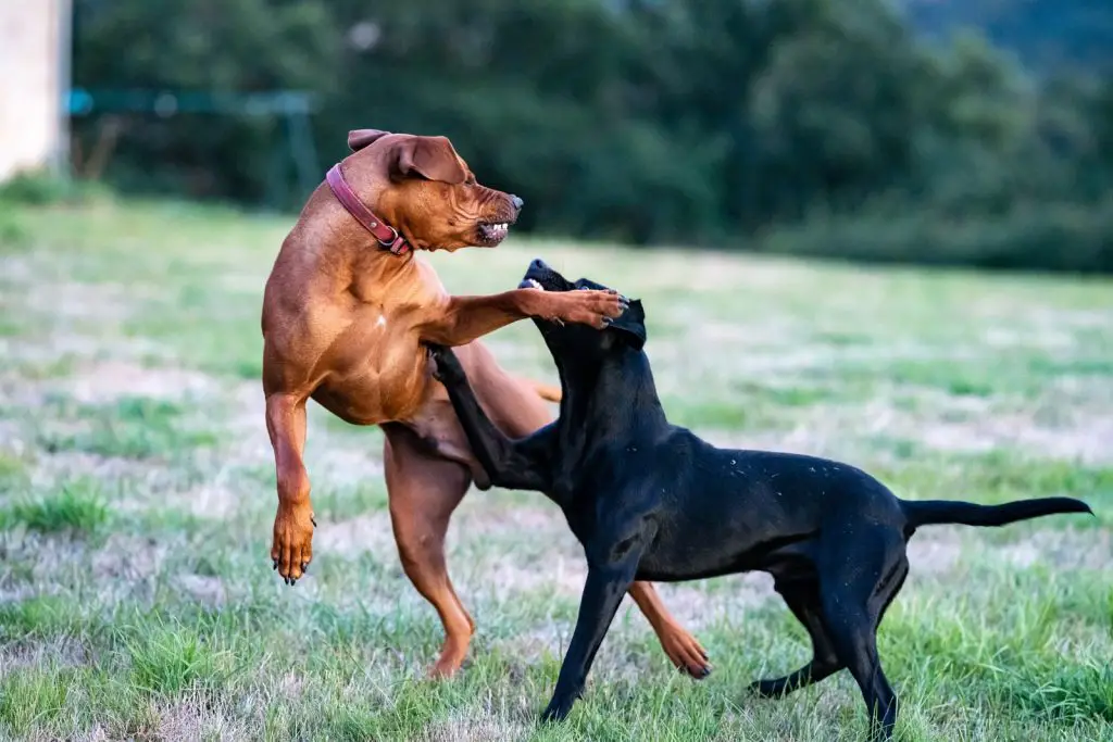 Break up a Dog Fight?