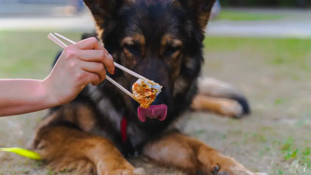 CAN MY DOG EAT SPICY FOODS?