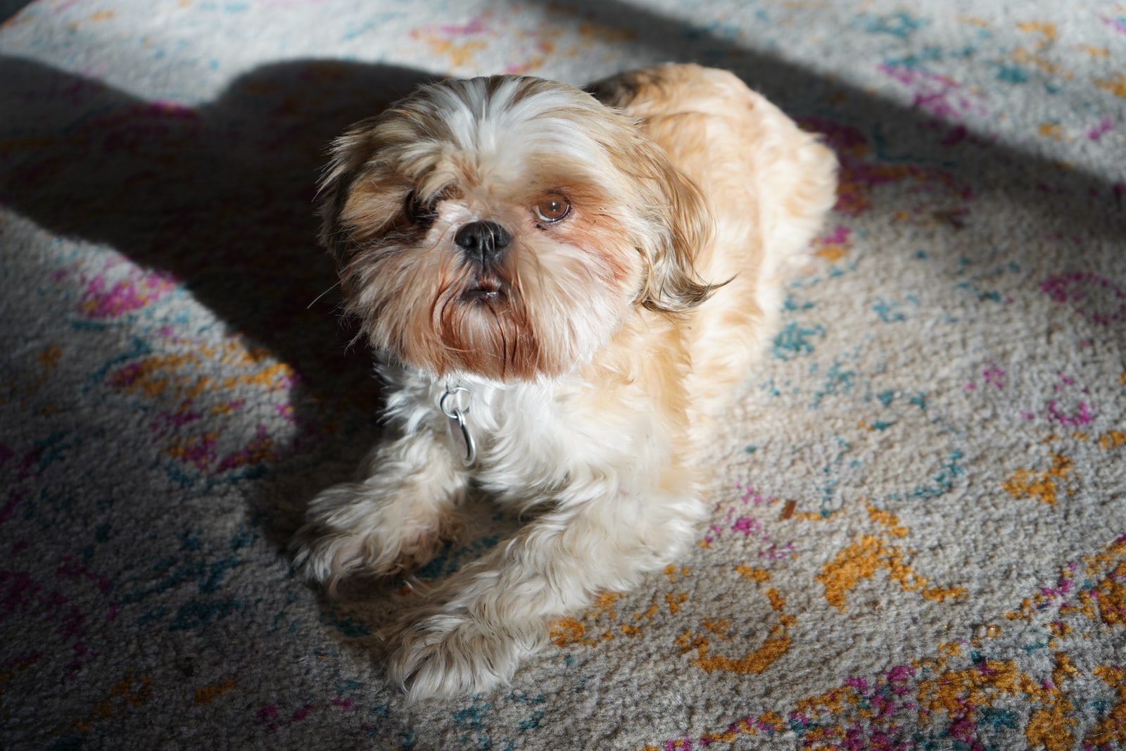 How To Clean Dried Dog Poop From Carpet