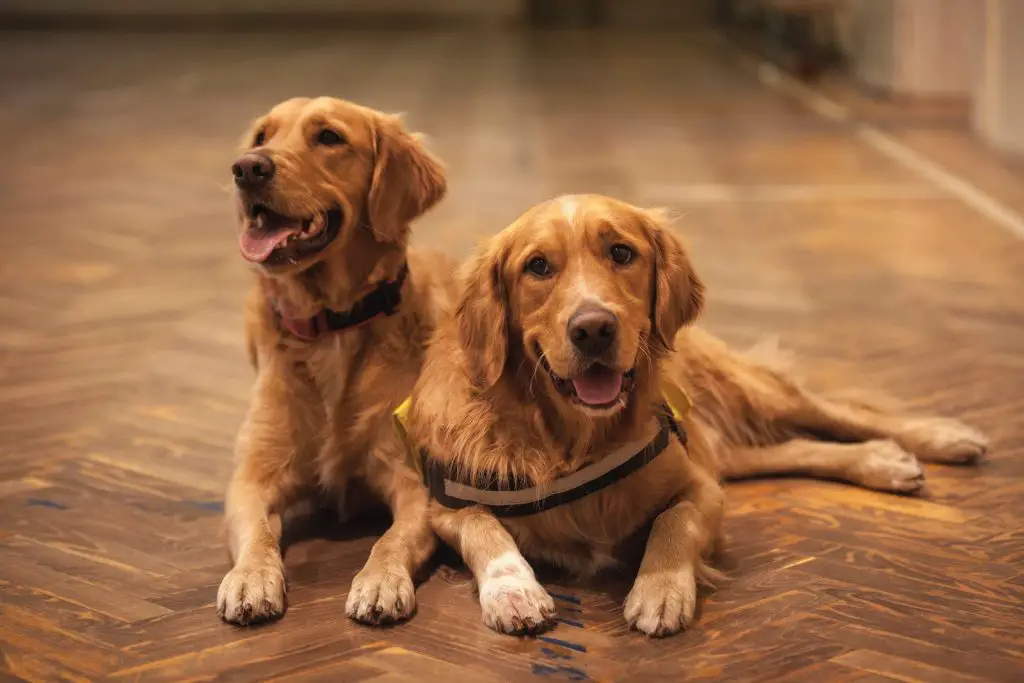 Are Golden Retrievers Good Guard Dogs?
