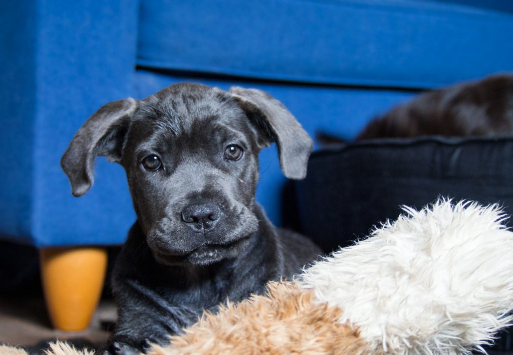 How Much Do Cane Corso Puppies Cost?