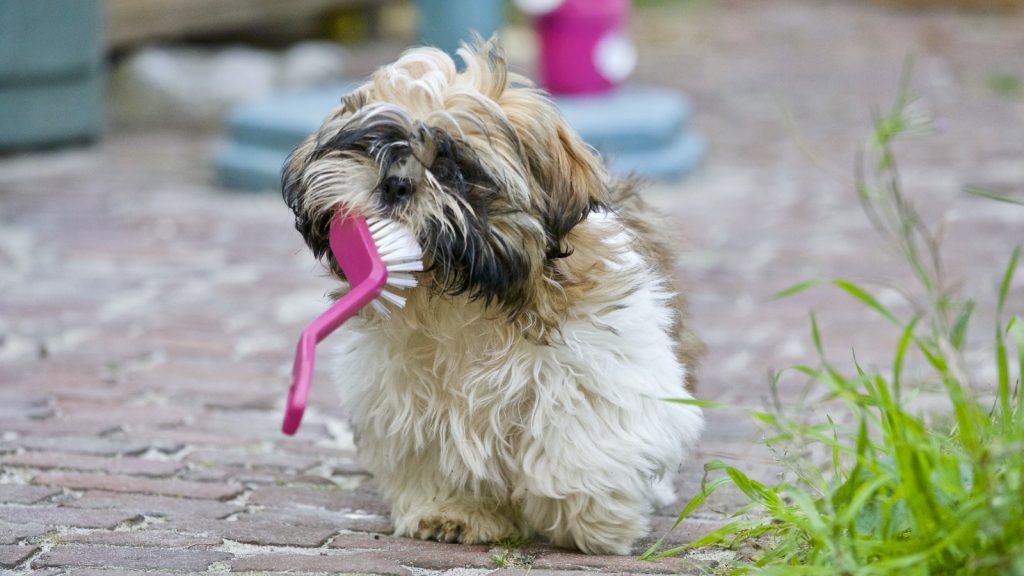 Why Does Toothpaste Poisoning Occur in Dogs?