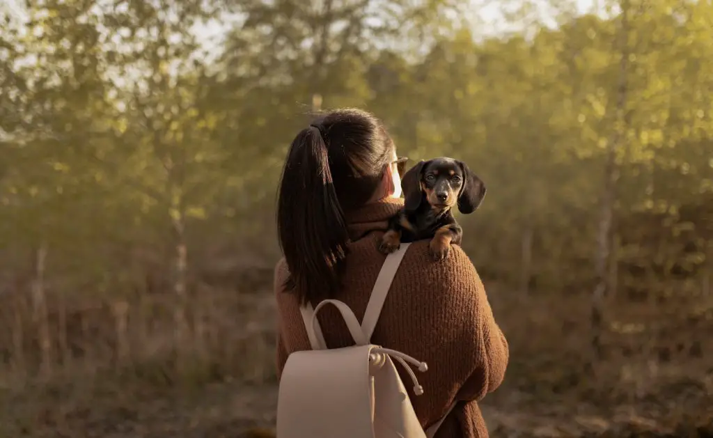 Unrecognizable woman with purebred dog in forest