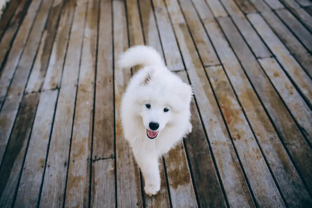 How Much Does A Samoyed Cost?