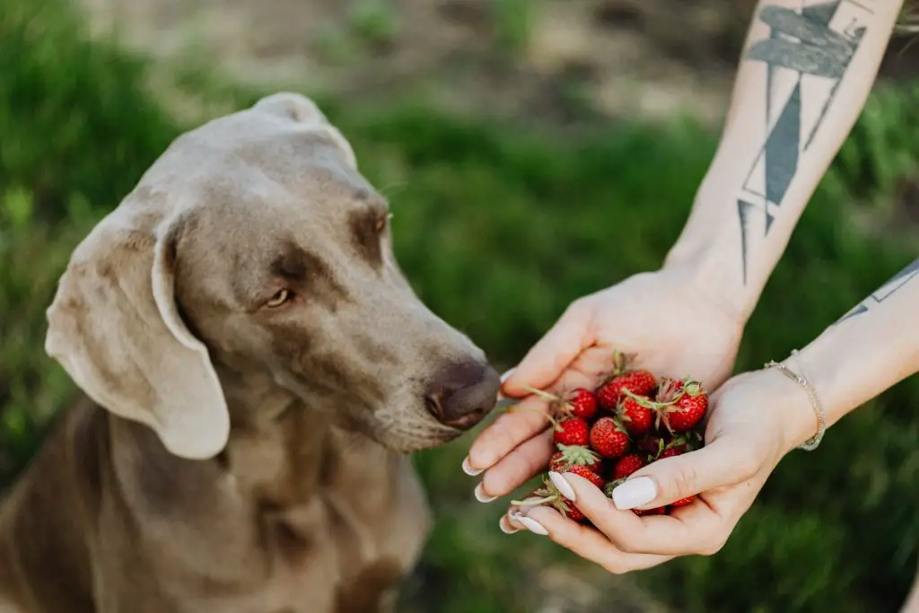 Can Dogs Eat Grapes and Strawberries