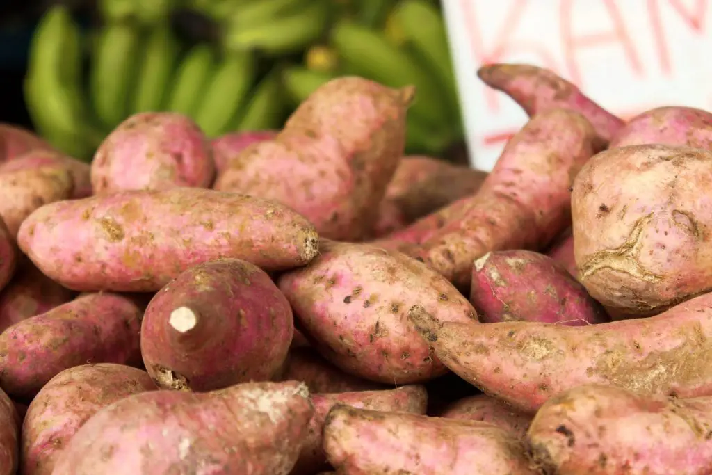 Can Dogs Eat Sweet Potatoes