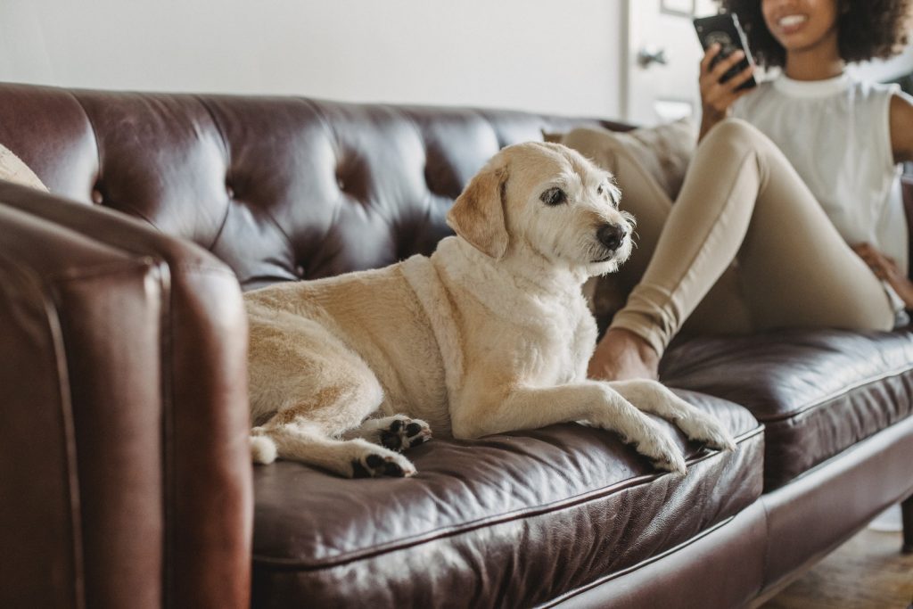 Dog resting on couch near crop black woman with smartphone