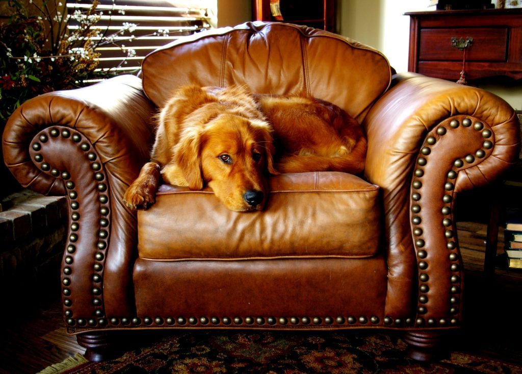 How To Protect Leather Couch From Dogs?