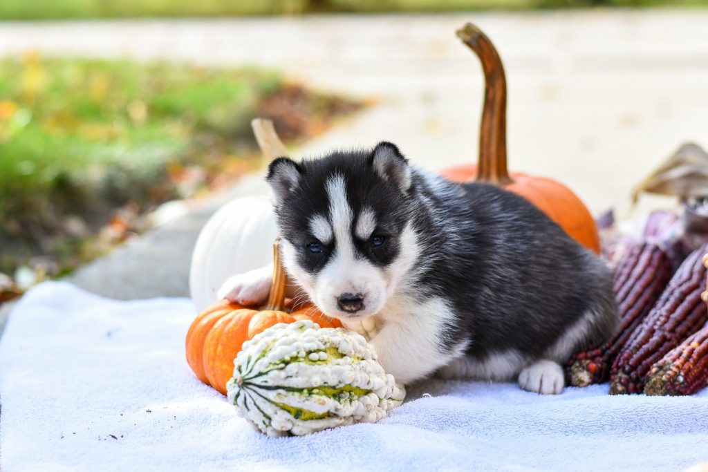 A Puppy Lying Down with Vegetables