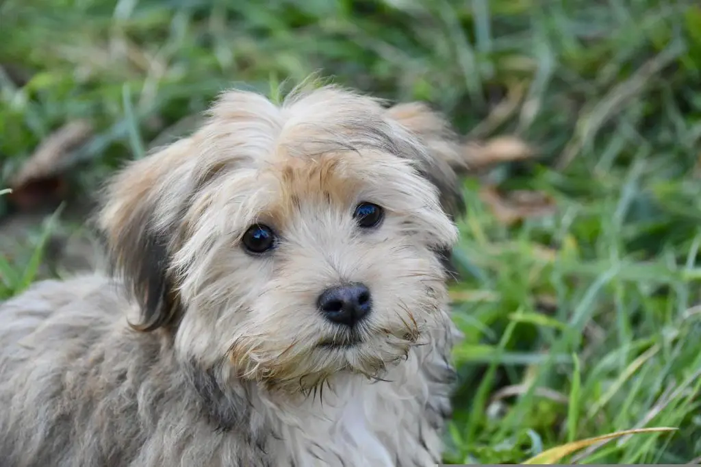 How Much Are Havanese Puppies?
