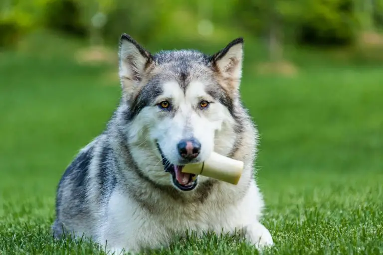 The Nerd’s Guide to Can Dogs Eat Turkey Bones?
