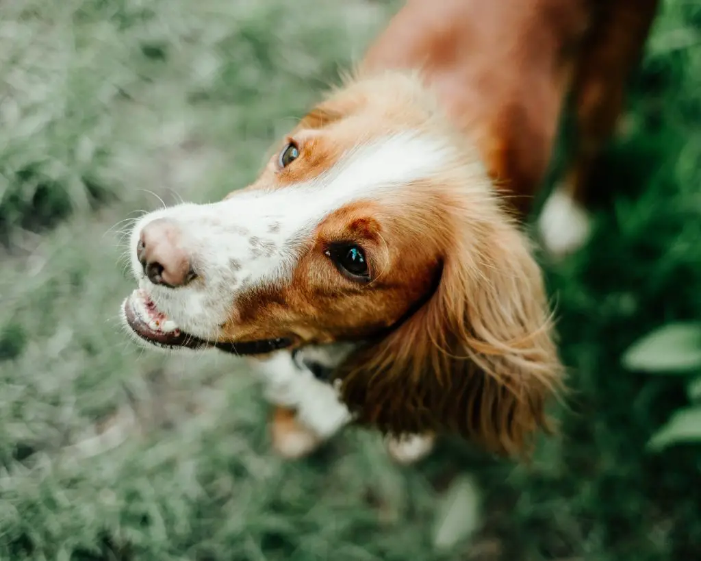 Can Dogs Eat Rhubarb? 