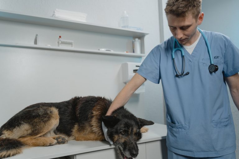 Common Pet Problems And Signs You Need To See A Vet