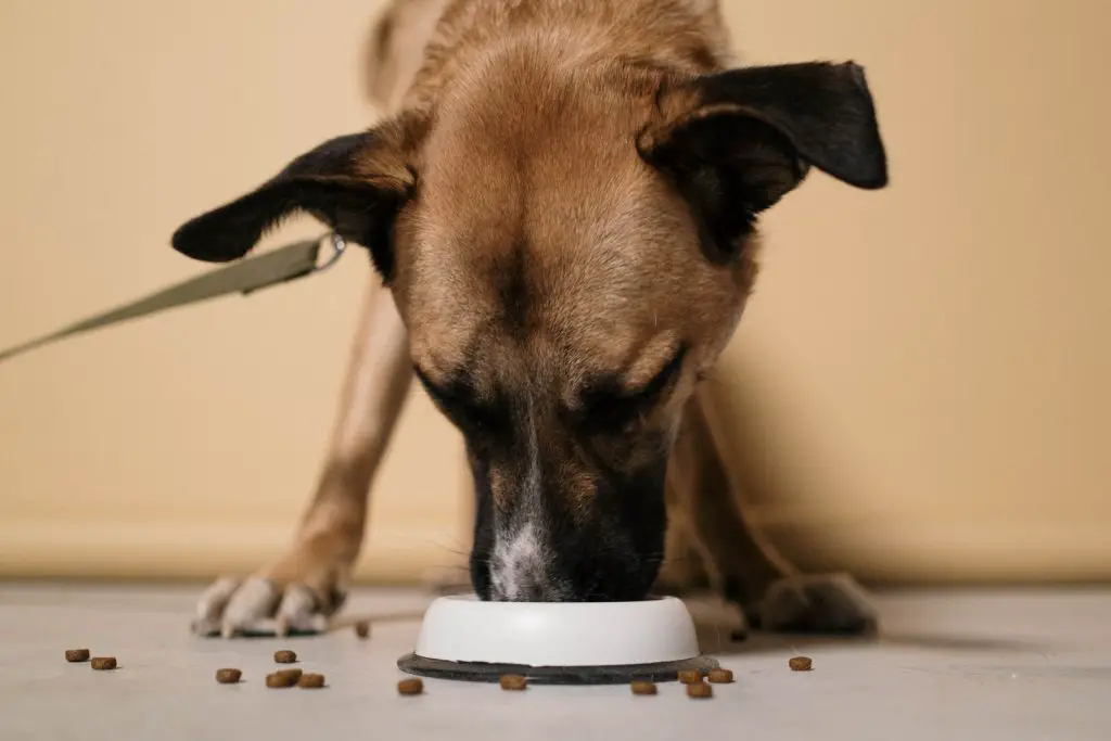 Is Nutella Bad For Dogs?
