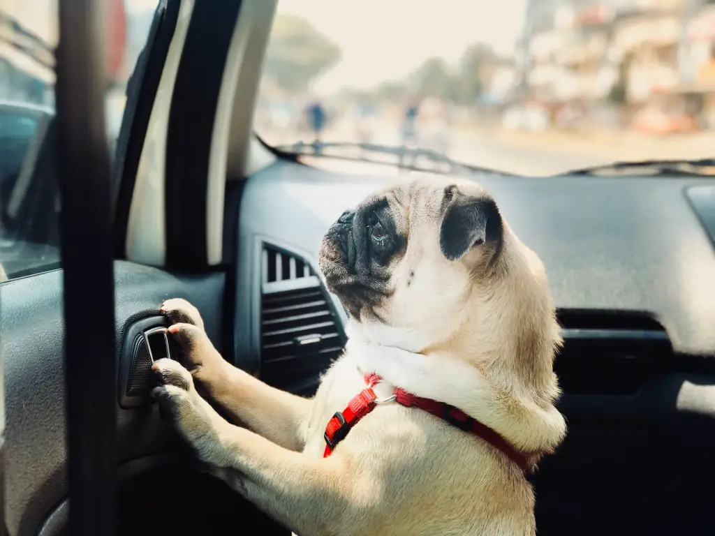 Distracting Driving Habits Dog Owners Are Guilty For